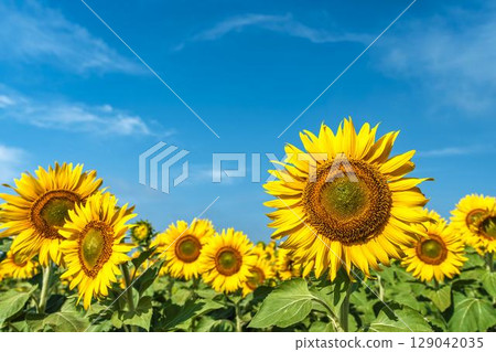 Sunflowers in full bloom. Sunflower fields in Yamamoto Town, Miyagi Prefecture (2025 Yamamoto Sunflower Festival). Yamamoto Town, Miyagi Prefecture. Sunflowers in full bloom. Sunflower fields in Yamamoto Town, Miyagi Prefecture (2025 Yamamoto Sunflower Festival). Yamamoto Town, Miyagi Prefecture. 129042035