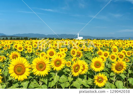 Sunflowers in full bloom. Sunflower fields in Yamamoto Town, Miyagi Prefecture (2025 Yamamoto Sunflower Festival). Yamamoto Town, Miyagi Prefecture. 129042038