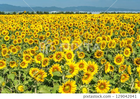 Sunflowers in full bloom. Sunflower fields in Yamamoto Town, Miyagi Prefecture (2025 Yamamoto Sunflower Festival). Yamamoto Town, Miyagi Prefecture. 129042041