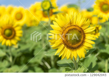 Sunflowers in full bloom. Sunflower fields in Yamamoto Town, Miyagi Prefecture (2025 Yamamoto Sunflower Festival). Yamamoto Town, Miyagi Prefecture. Sunflowers in full bloom. Sunflower fields in Yamamoto Town, Miyagi Prefecture (2025 Yamamoto Sunflower Festival). Yamamoto Town, Miyagi Prefecture. 129042043