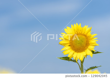 Sunflowers in full bloom. Sunflower fields in Yamamoto Town, Miyagi Prefecture (2025 Yamamoto Sunflower Festival). Yamamoto Town, Miyagi Prefecture. Sunflowers in full bloom. Sunflower fields in Yamamoto Town, Miyagi Prefecture (2025 Yamamoto Sunflower Festival). Yamamoto Town, Miyagi Prefecture. 129042045