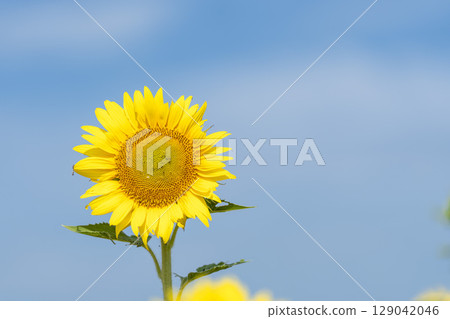 Sunflowers in full bloom. Sunflower fields in Yamamoto Town, Miyagi Prefecture (2025 Yamamoto Sunflower Festival). Yamamoto Town, Miyagi Prefecture. Sunflowers in full bloom. Sunflower fields in Yamamoto Town, Miyagi Prefecture (2025 Yamamoto Sunflower Festival). Yamamoto Town, Miyagi Prefecture. 129042046