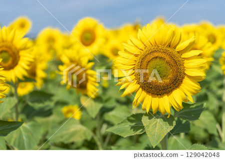 Sunflowers in full bloom. Sunflower fields in Yamamoto Town, Miyagi Prefecture (2025 Yamamoto Sunflower Festival). Yamamoto Town, Miyagi Prefecture. 129042048