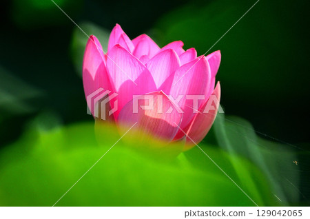 The lotus flower, the pure flower, blooms 129042065
