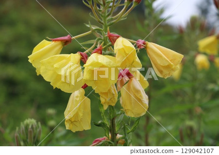 Evening primrose found on the Sanriku Tanesashi Coast 129042107