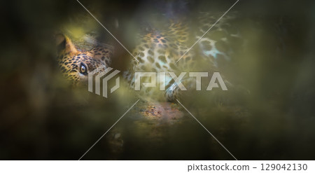 A majestic leopard lies resting on the forest floor at Yala National Park, Sri Lanka. Hidden behind soft foliage. 129042130