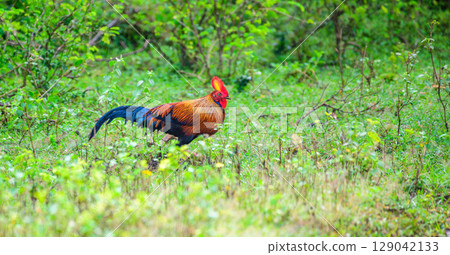 Sri Lankan junglefowl male pheasant bird forages in the grass at Yala National Park. Sri Lankan junglefowl male pheasant bird forages in the grass at Yala National Park. 129042133
