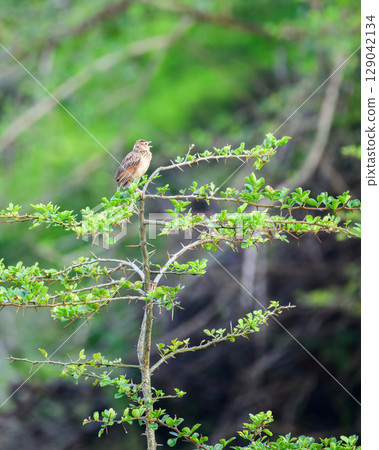 Jerdon's Bushlark bird perches on a thorny green branch, singing into the lush forest air with its beak wide open in Yala National Park Jerdon's Bushlark bird perches on a thorny green branch, singing into the lush forest air with its beak wide open in Yala National Park 129042134