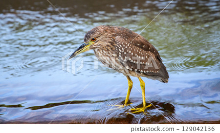 Juvenile Black-crowned Night Heron stands still and scans for fish in the flowing water. Captured in Yala National Park 129042136