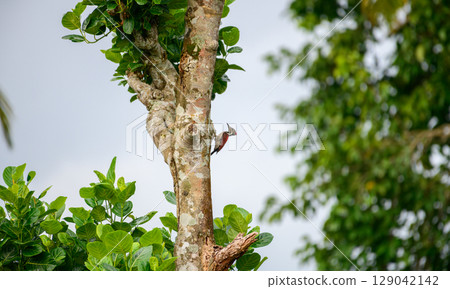 Red-backed flameback bird clings to the trunk of a lush, green tree. Endemic bird of Sri Lanka. 129042142