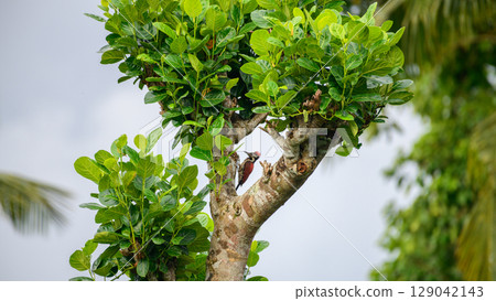 Red-backed flameback bird clings to the trunk of a lush, green tree. Endemic bird of Sri Lanka. Red-backed flameback bird clings to the trunk of a lush, green tree. Endemic bird of Sri Lanka. 129042143