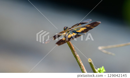A dragonfly with translucent wings rests on a slender twig, with amber and yellow color wings. 129042145