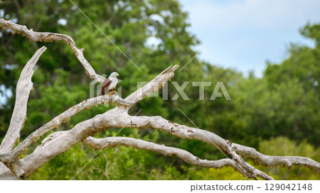 Brahminy Kite rests on a twisted, sun-bleached branch, its chestnut wings and white head glowing in the light. Captured in Yala National Park 129042148