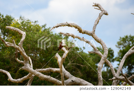 Brahminy Kite rests on a twisted, sun-bleached branch, its chestnut wings and white head glowing in the light. Captured in Yala National Park Brahminy Kite rests on a twisted, sun-bleached branch, its chestnut wings and white head glowing in the light. Captured in Yala National Park 129042149