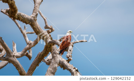 Brahminy Kite rests on a twisted, sun-bleached branch against a vivid blue sky, its chestnut wings and white head glowing in the light. Captured in Yala National Park Brahminy Kite rests on a twisted, sun-bleached branch against a vivid blue sky, its chestnut wings and white head glowing in the light. Captured in Yala National Park 129042152