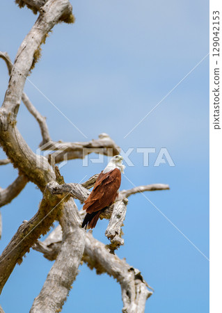Brahminy Kite rests on a twisted, sun-bleached branch against a vivid blue sky, its chestnut wings and white head glowing in the light. Captured in Yala National Park 129042153