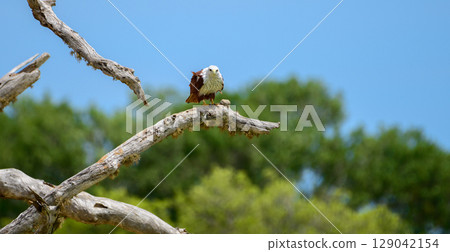 Brahminy Kite rests on a twisted, sun-bleached branch, its chestnut wings and white head glowing in the light. Captured in Yala National Park 129042154