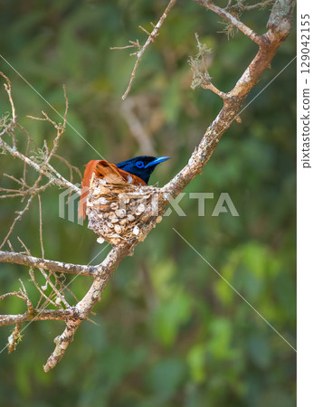 Indian paradise-flycatcher male bird incubating eggs in a nest at Yala National Park, Sri Lanka. Indian paradise-flycatcher male bird incubating eggs in a nest at Yala National Park, Sri Lanka. 129042155
