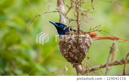 Indian paradise-flycatcher male bird incubating eggs in a nest at Yala National Park, Sri Lanka. Indian paradise-flycatcher male bird incubating eggs in a nest at Yala National Park, Sri Lanka. 129042158