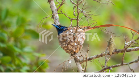 Indian paradise-flycatcher male bird incubating eggs in a nest at Yala National Park, Sri Lanka. Indian paradise-flycatcher male bird incubating eggs in a nest at Yala National Park, Sri Lanka. 129042159