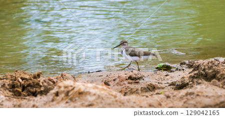A solitary Common Sandpiper with brown and white plumage walking along the muddy edge of a calm water body, foraging for food in its natural wetland habitat A solitary Common Sandpiper with brown and white plumage walking along the muddy edge of a calm water body, foraging for food in its natural wetland habitat 129042165