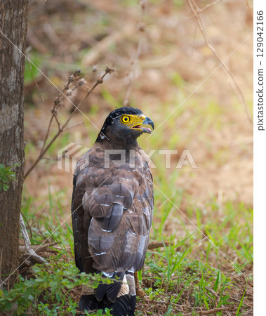 Crested serpent eagle stands alert on the ground near a tree in Yala National Park, Sri Lanka 129042166
