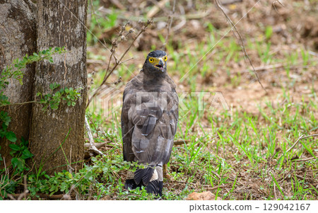 Crested serpent eagle stands alert on the ground near a tree in Yala National Park, Sri Lanka 129042167