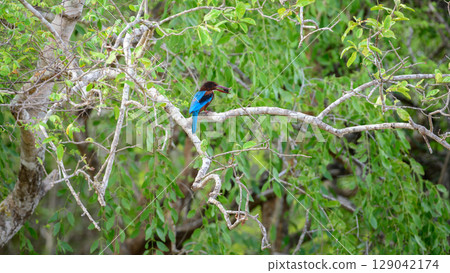 White-breasted Kingfisher perches on a branch holding a freshly caught insect in its beak. Surrounded by lush green foliage at Yala National Park, Sri Lanka 129042174