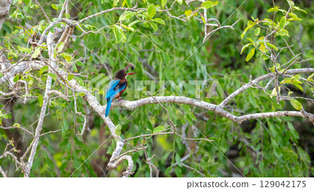 White-breasted Kingfisher perches on a branch holding a freshly caught insect in its beak. Surrounded by lush green foliage at Yala National Park, Sri Lanka 129042175