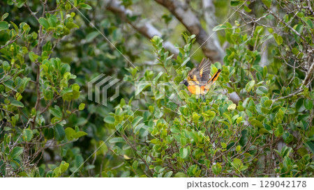 A male Small Minivet bird perches among dense green foliage at Yala National Park. A male Small Minivet bird perches among dense green foliage at Yala National Park. 129042178