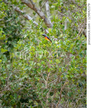 A male Small Minivet bird perches among dense green foliage at Yala National Park. 129042179