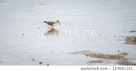 Wood sandpiper bird forages in shallow water, creating gentle ripples across the still surface. Wood sandpiper is in non-breeding adult plumage. Wood sandpiper bird forages in shallow water, creating gentle ripples across the still surface. Wood sandpiper is in non-breeding adult plumage. 129042181