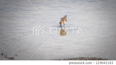 Little stint juvenile bird forages with its head submerged in shallow water, creating gentle ripples across the still surface Little stint juvenile bird forages with its head submerged in shallow water, creating gentle ripples across the still surface 129042183