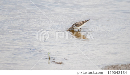 Little stint juvenile bird forages with its head submerged in shallow water, creating gentle ripples across the still surface Little stint juvenile bird forages with its head submerged in shallow water, creating gentle ripples across the still surface 129042184