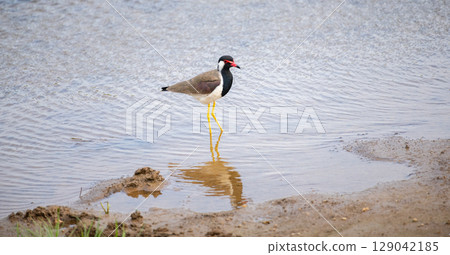 A solitary Red-wattled lapwing bird standing on the edge of a calm water body, foraging for food in its natural wetland habitat 129042185