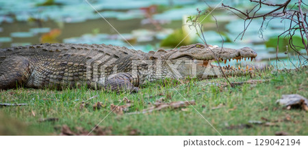 A massive Mugger crocodile rests on the grassy bank of a lake at Yala National Park, Sri Lanka, its jaws slightly open to reveal sharp teeth A massive Mugger crocodile rests on the grassy bank of a lake at Yala National Park, Sri Lanka, its jaws slightly open to reveal sharp teeth 129042194