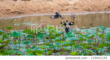 Two Pied Crested Cuckoos engage in mid-air interaction above a lotus pond, captured in Yala National Park 129042195