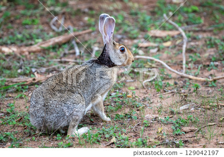 Black-naped Hare remains alert on the forest floor with upright ears 129042197