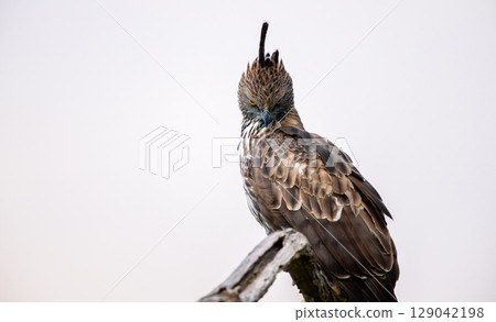 Changeable hawk-eagle perches on a weathered branch at Yala National Park, Sri Lanka, scanning the landscape with piercing yellow eyes 129042198