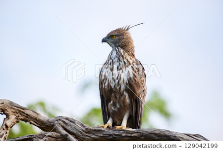 Changeable hawk-eagle perches on a weathered branch at Yala National Park, Sri Lanka, scanning the landscape with piercing yellow eyes Changeable hawk-eagle perches on a weathered branch at Yala National Park, Sri Lanka, scanning the landscape with piercing yellow eyes 129042199