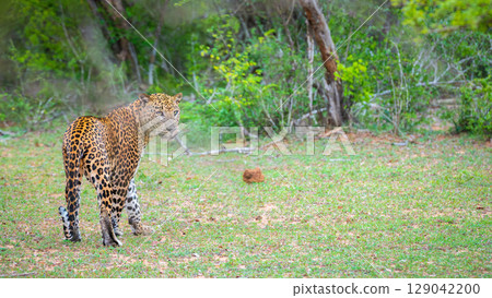 Sri Lankan leopard pauses and glances back alertly. The wild beauty and elusive presence of the apex predator in its natural habitat 129042200