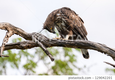 Crested hawk-eagle perches on a weathered tree branch, bending down to clean its talons. Moment of self-care captured in Yala National Park Crested hawk-eagle perches on a weathered tree branch, bending down to clean its talons. Moment of self-care captured in Yala National Park 129042201
