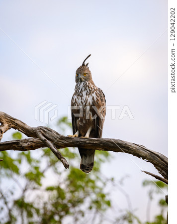 Changeable hawk-eagle perches on a weathered branch at Yala National Park, Sri Lanka, scanning the landscape with piercing yellow eyes Changeable hawk-eagle perches on a weathered branch at Yala National Park, Sri Lanka, scanning the landscape with piercing yellow eyes 129042202