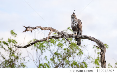 Changeable hawk-eagle perches on a weathered branch at Yala National Park, Sri Lanka, scanning the landscape with piercing yellow eyes Changeable hawk-eagle perches on a weathered branch at Yala National Park, Sri Lanka, scanning the landscape with piercing yellow eyes 129042207