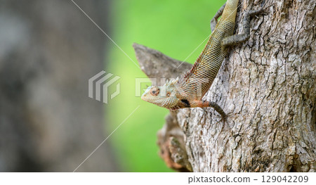 Common Garden Lizard (Calotes versicolor) clings to the textured bark of a tree in Yala National Park, Sri Lanka, blending seamlessly into its natural habitat Common Garden Lizard (Calotes versicolor) clings to the textured bark of a tree in Yala National Park, Sri Lanka, blending seamlessly into its natural habitat 129042209