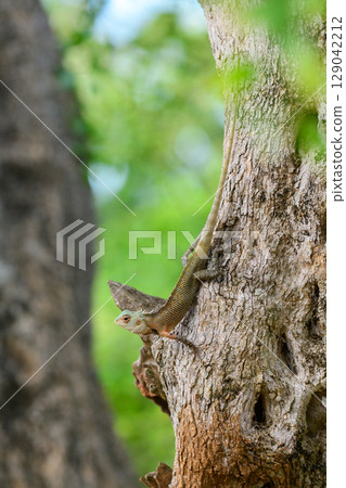 Common Garden Lizard (Calotes versicolor) clings to the textured bark of a tree in Yala National Park, Sri Lanka, blending seamlessly into its natural habitat Common Garden Lizard (Calotes versicolor) clings to the textured bark of a tree in Yala National Park, Sri Lanka, blending seamlessly into its natural habitat 129042212