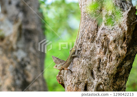 Common Garden Lizard (Calotes versicolor) clings to the textured bark of a tree in Yala National Park, Sri Lanka, blending seamlessly into its natural habitat Common Garden Lizard (Calotes versicolor) clings to the textured bark of a tree in Yala National Park, Sri Lanka, blending seamlessly into its natural habitat 129042213