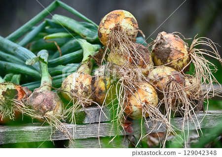A close-up shot of fresh onions with green stems and roots 129042348