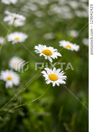 Daisies in a field on a summer day Daisies in a field on a summer day 129042429