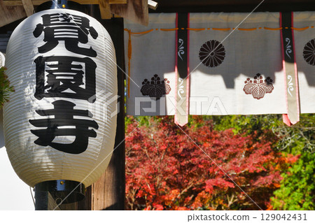 Beautiful autumn leaves at Kakuonji Temple in Kamakura (Kamakura City, Kanagawa Prefecture) 129042431